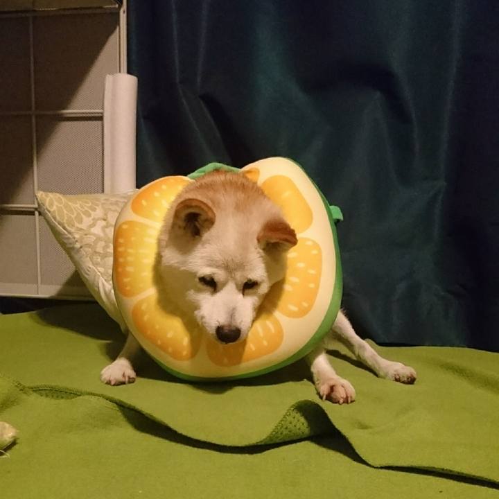 5dd1bd01 9cb8 4c8e 8293 1eb312f42ac6 1510101559249