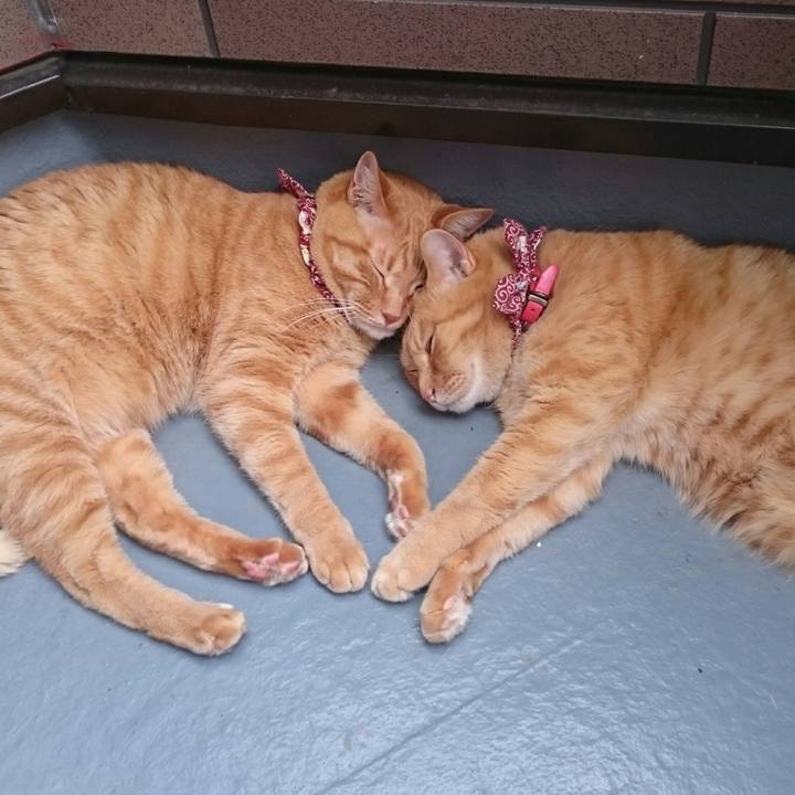 5dd423d4 8e20 41c9 af8c 7527128c356a 1526978140242