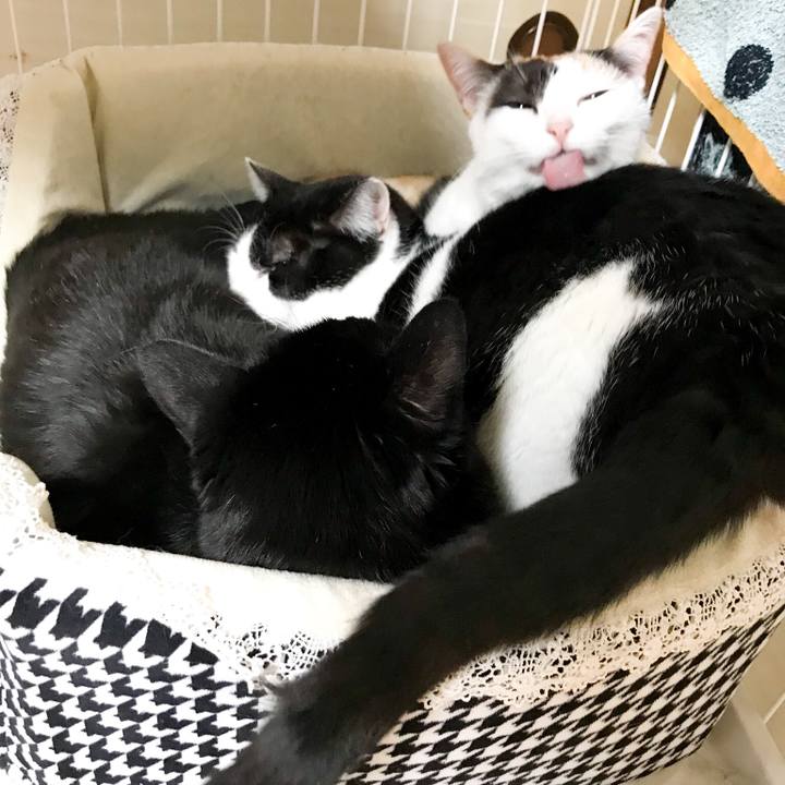 5dd6aaa0 5cc1 40a0 ac24 19bdf8bbb366 1517622895520