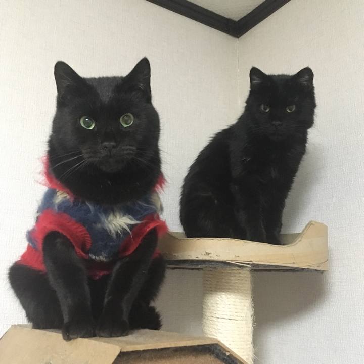 5dd899d7 4396 4216 a759 d9cd12c09d8a 1542462401259