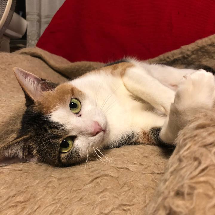 5ddcc346 6894 43dd acd1 b9d710951be9 1575918521063