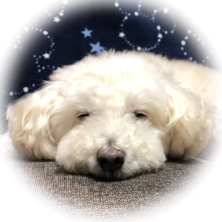 5ddcd234 7aa5 4673 bb0b bc8c90235b4d 1545376600318