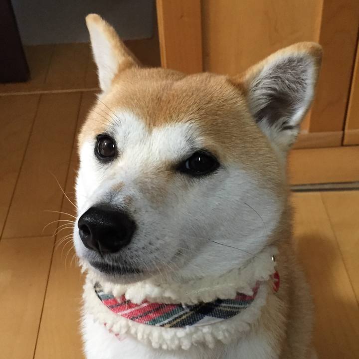 5dddb10d 4cfb 4f5a 9ae6 9b3cd9aa420c 1514164506094