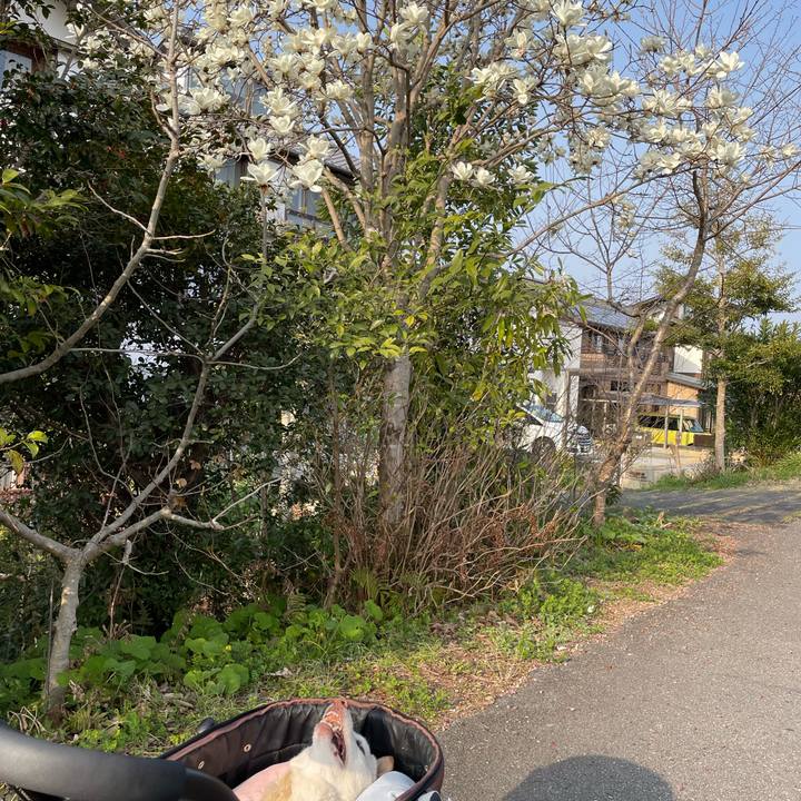 5dddb427 a013 4ee2 a441 f8f87051f043 1678457872834