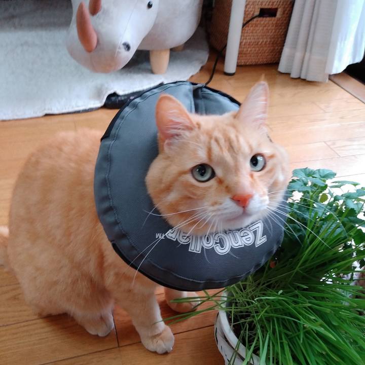 5de27070 87ad 4276 a34f d9a11b643c7d 1589852663636