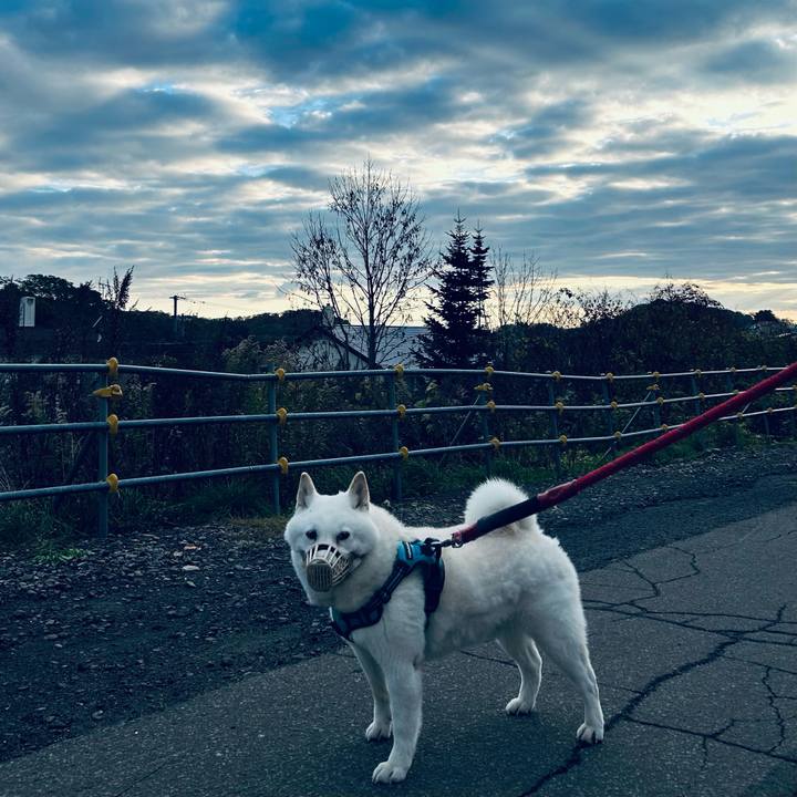 5de44e2a 3152 4f4f a78c 2c7feadfa26e 1730153249996