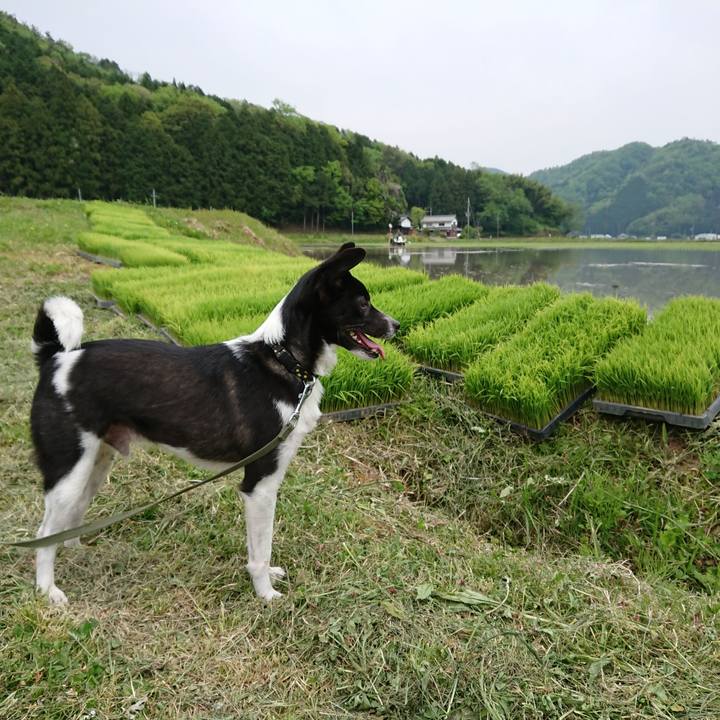 5de79325 5e8f 4e7a a88b 559dd7a6e0ad 1525057916835