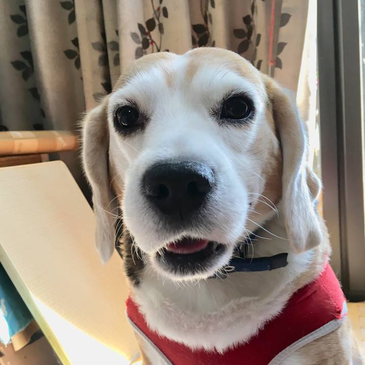 5de896b6 9774 4c4c b5c2 a46cf69d084b 1554619341738