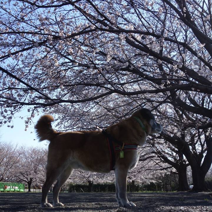 5de9a141 0118 4655 9095 72d45c713b99 1554167973708