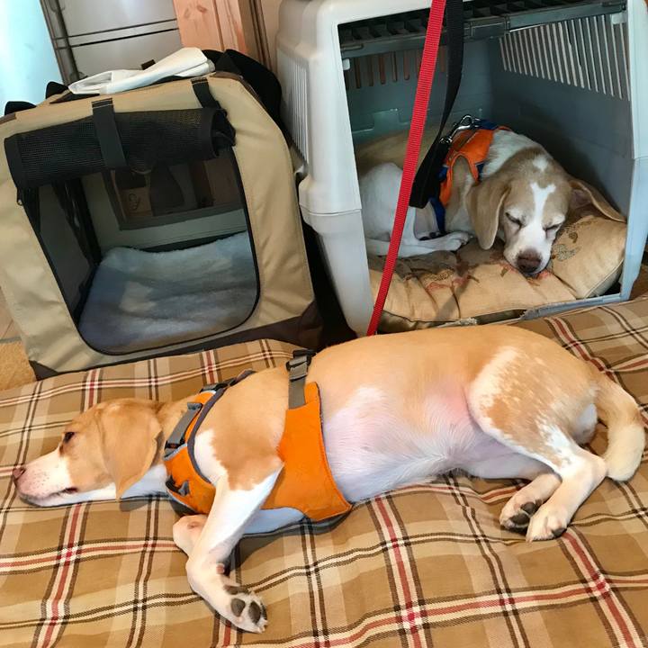 5decb569 5b1c 4f0f a4f5 fc8485954295 1533432896238