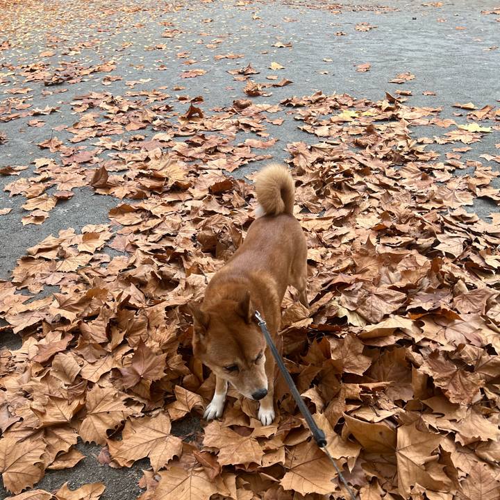 5df40efa 3e83 414a b987 caeb8cad9f4b 1731807421479