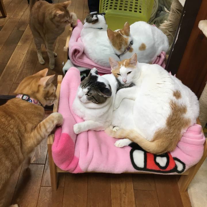 5dfd89c4 a832 4eb1 9cee 3a412198992e 1549717804647