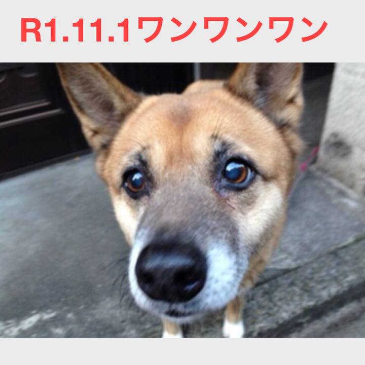 5e01a0b9 f2f9 4e4b 957a ad75022adaa3 1572563380659