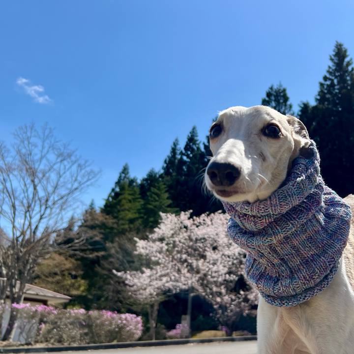 5e02c676 d150 4f4f aa81 d2eab2b9ce0c 1777020477913