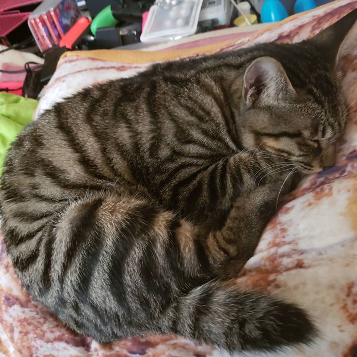 5e050f56 d116 4d4d bf9d ddd9db694372 1543816811371