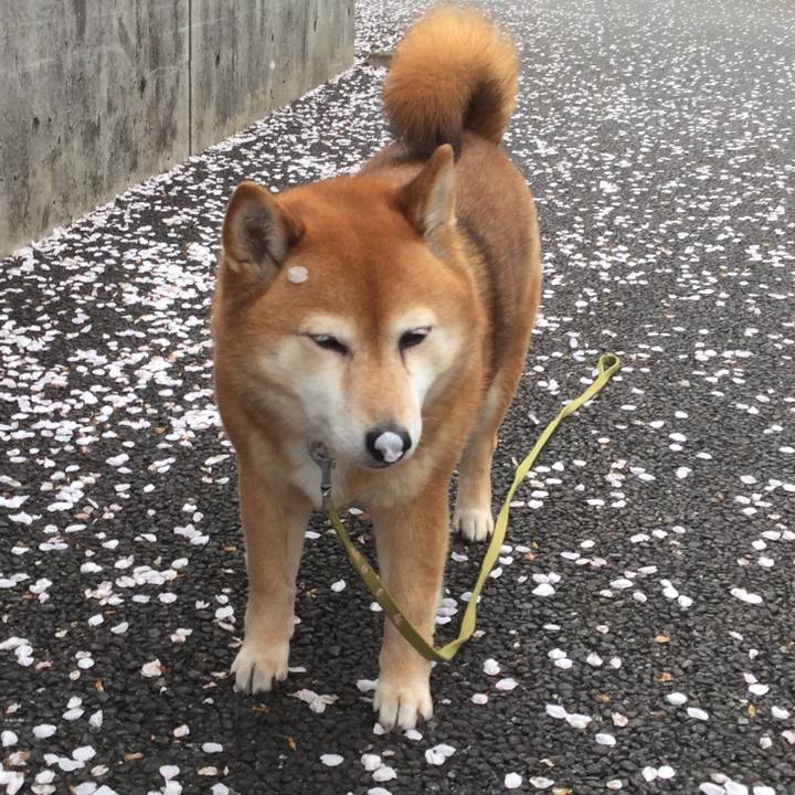 5e052849 4abb 4075 9fef bf3b73563fc7 1617091310839