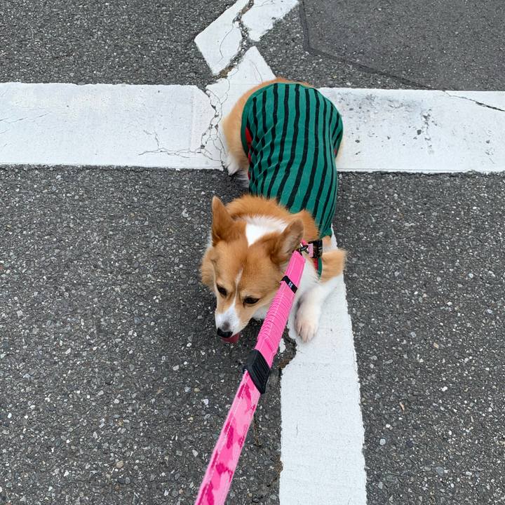 5e0894ed 90d4 4b47 811e 3c1a42ea76c7 1593216349573