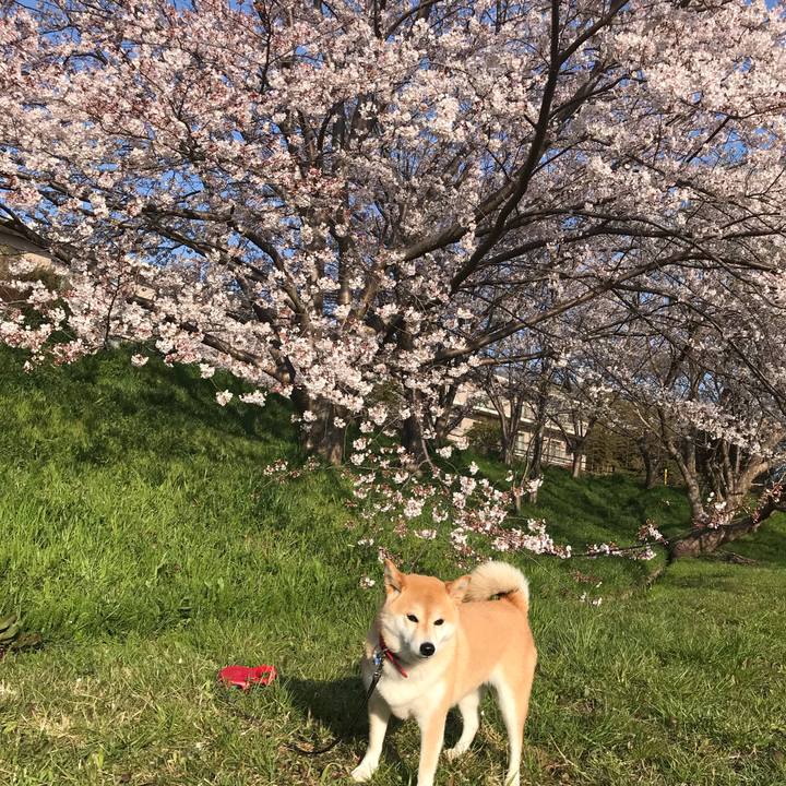 5e0926df c834 49cb bc4a 865dab0525cf 1554512676888