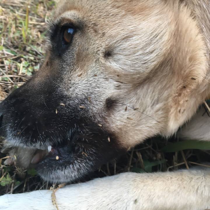 5e09ed13 9602 460a a184 9c43cb3fb8f3 1512830054927