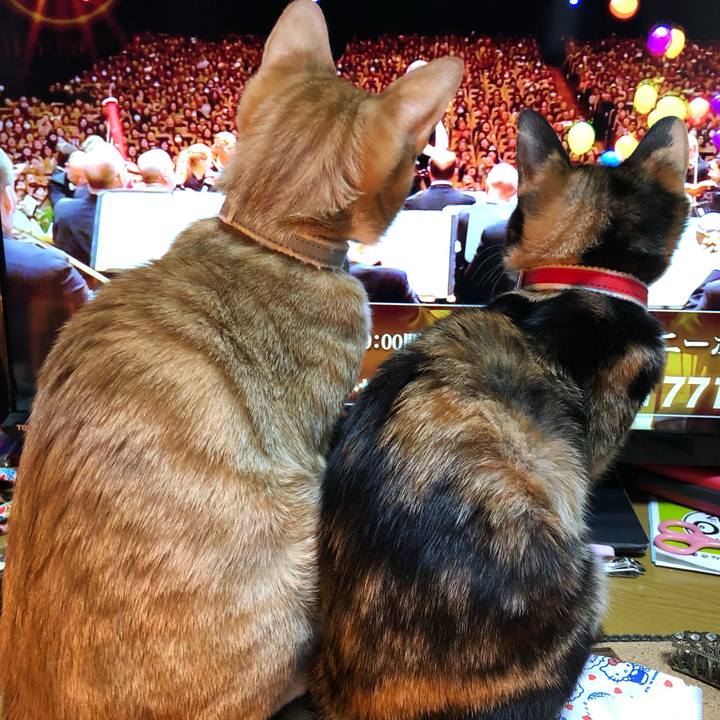 5e0ab2b4 2994 4d64 a47b 49fb8d9e3b2b 1546772394616