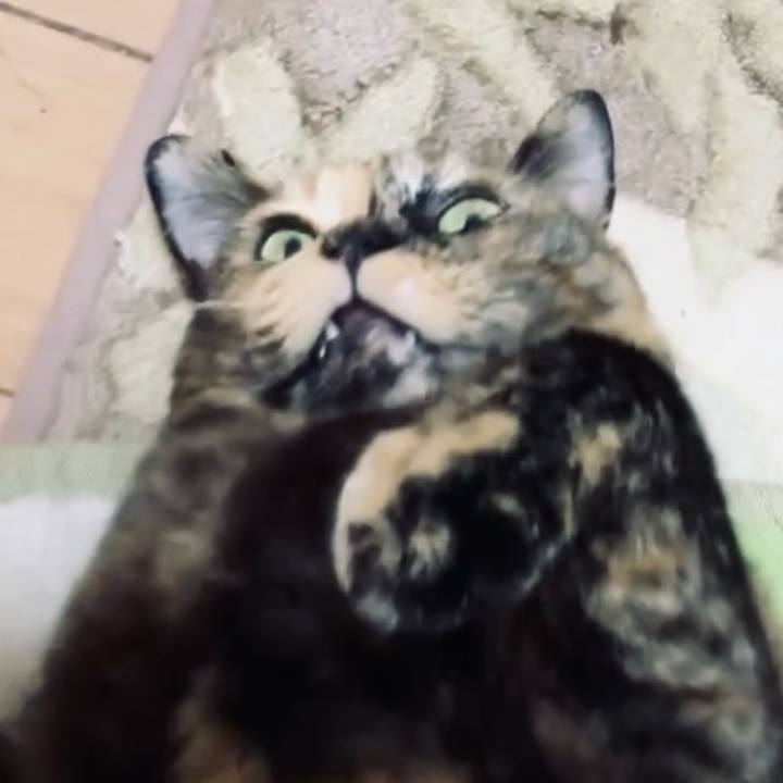 5e0de4f1 589b 4ca2 9675 c85a301abf2f 1733910010940