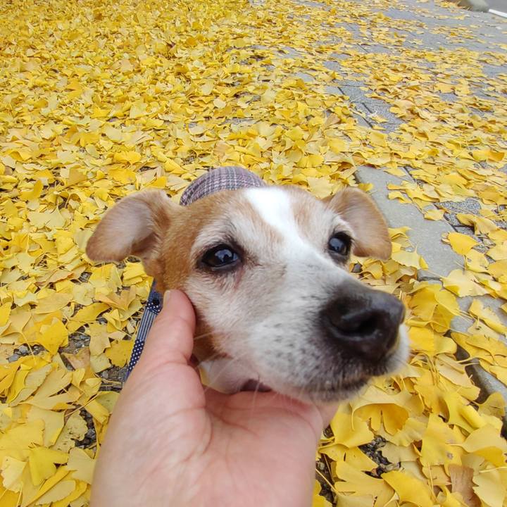 5e0dfc8b 009c 40ab 9f6b f0c0abfe6a2d 1764755856598