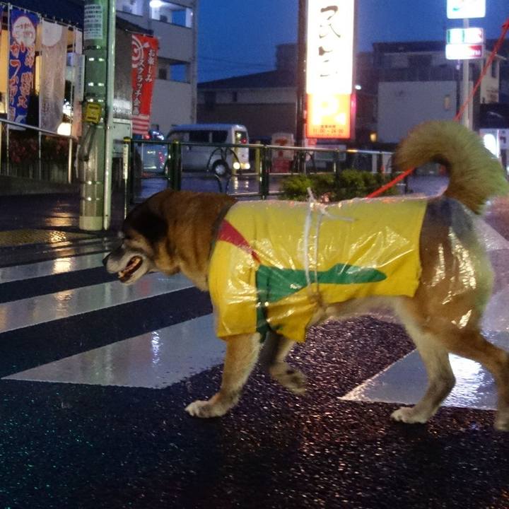 5e0ee9f0 4dec 4d3f b20b 158c8854e90a 1526209708111