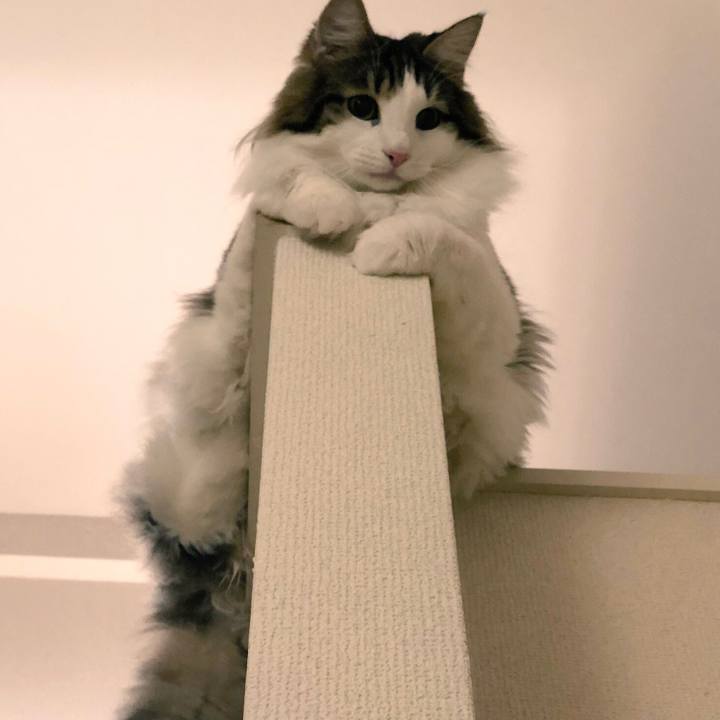 5e118272 c3ff 4469 9041 ba63ba6525f7 1542207057528