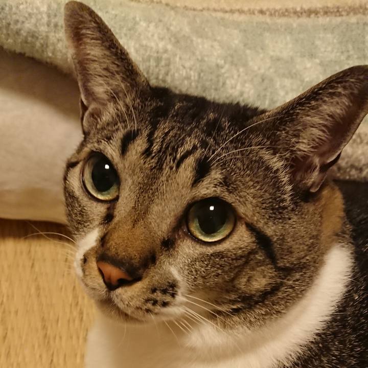 5e11a132 2d85 42ee 93bc 9e36a3d68cd5 1544348386777