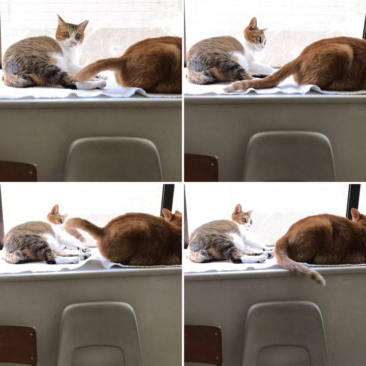 5e155748 aff2 4c46 bbad d61abd31a4bb 1558933812570