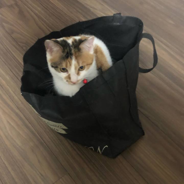 5e1cbd12 f3e2 4a59 b790 403b795c91d5 1575378662331