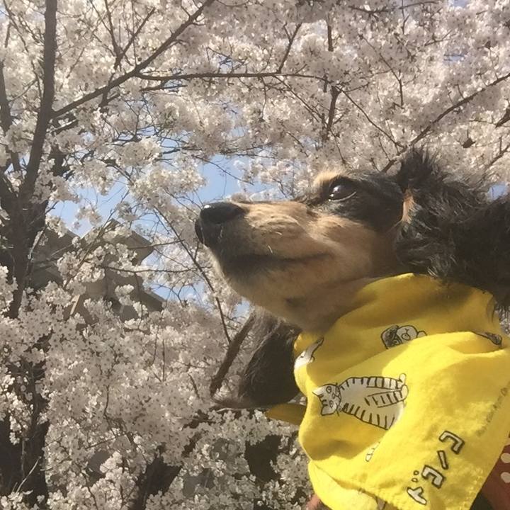 5e219673 06ca 4bf8 93c2 27b3a060b994 1522283212146