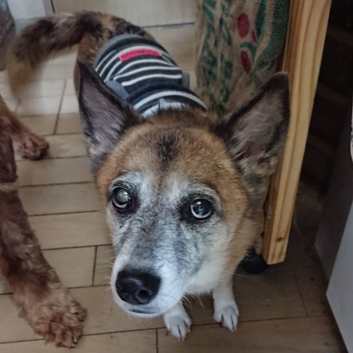 5e28b1cc 7e03 42bb 88c9 1485a7101b95 1544539389215