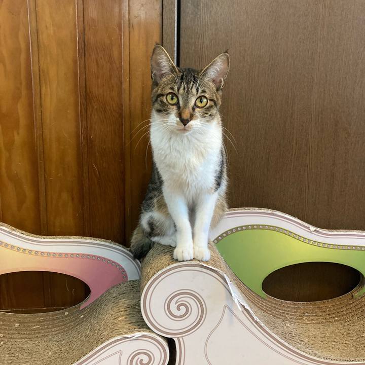 5e29fa59 64b1 4b78 9815 3e29119c367f 1711753894809