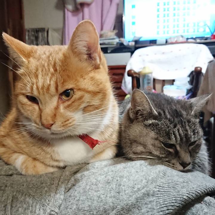 5e2cb425 cba2 409b a6d3 5db8b93e67e2 1575669997840