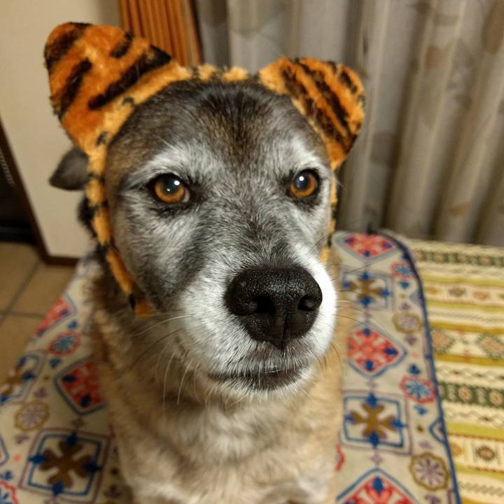 5e2ccdb9 6bbe 4ad1 9811 c622dbe6c4cc 1540306283416