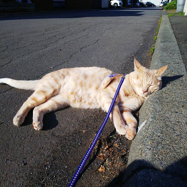 5e2d4184 8f92 4070 8ccc c4e56ea5fde5 1590708286216