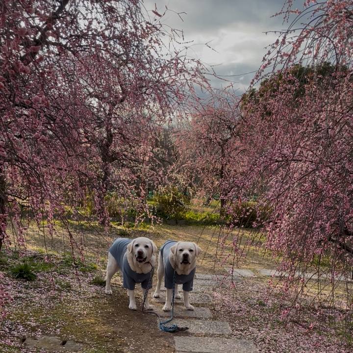 5e346ec3 9fc1 4690 9eb5 9a8579052ec1 1764222891329