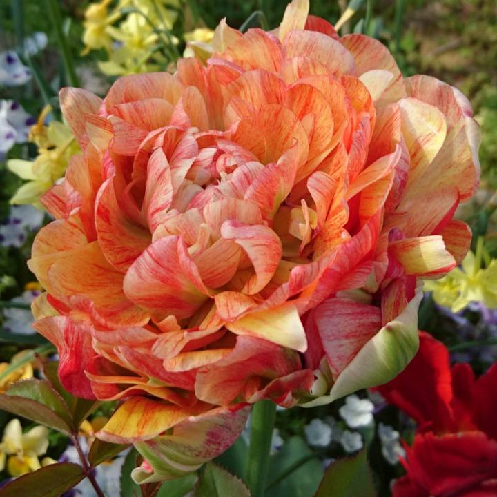 5e355911 00c7 44ac b2d4 f0e30843d4d0 1555166571771