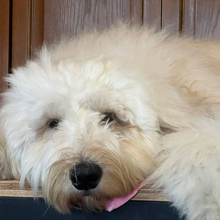 5e35a718 1d68 4ef2 8098 5c49842c39b3 1742799056393