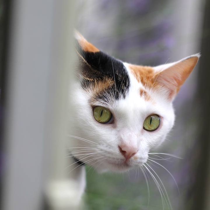 5e38ceb4 e2e5 4408 9be5 e14a183f5e89 1597884143784