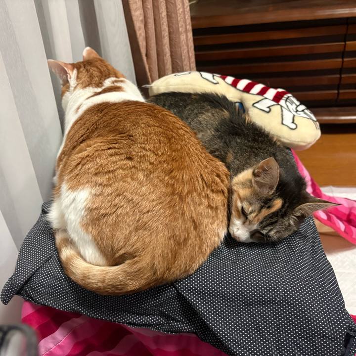 5e3b6551 2012 4c76 aa18 773166e1f5a1 1763456234361