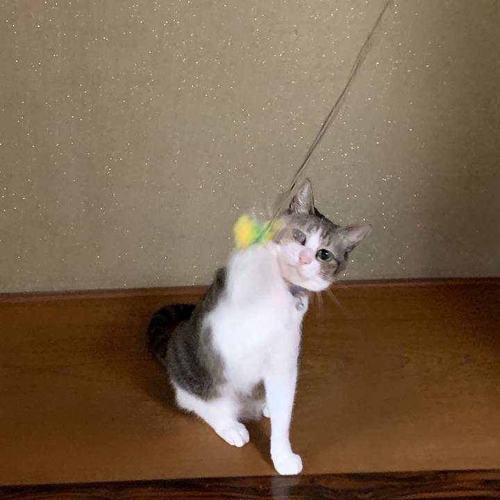 5e3e3ac7 867c 426b acdd 0cafe49374ae 1572053168102