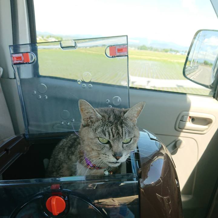 5e3ec5ec 2fa5 4bcb 813f 87e176cde105 1591496298789