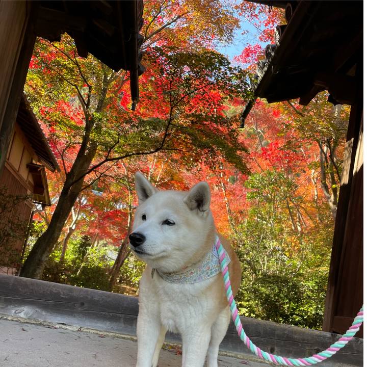 5e410362 08ee 415e af3a d81c4595be75 1637989835648