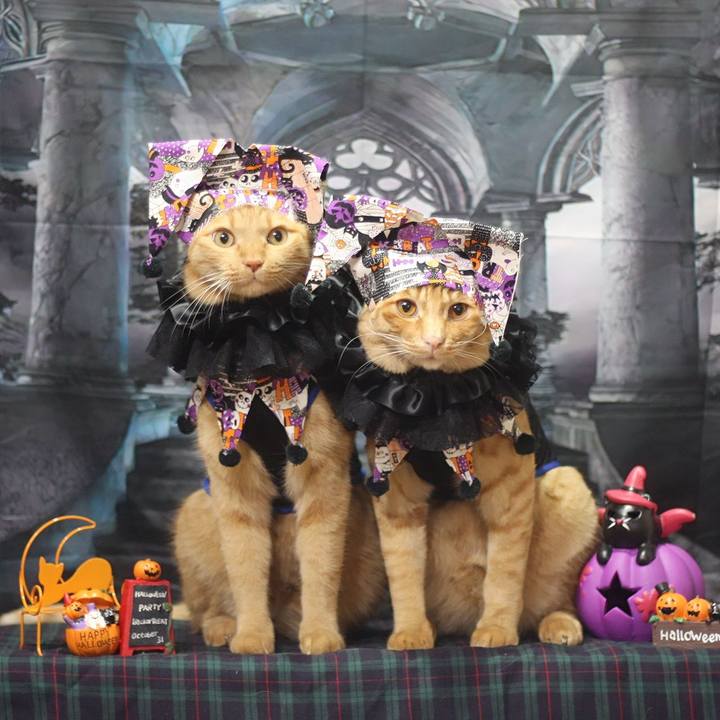 5e414c40 c744 4060 9535 b9afb25441ad 1698401038045