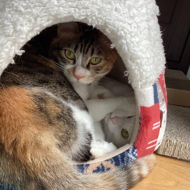 5e414cfe 6398 423b b43f aca49f89f06d 1684649834784