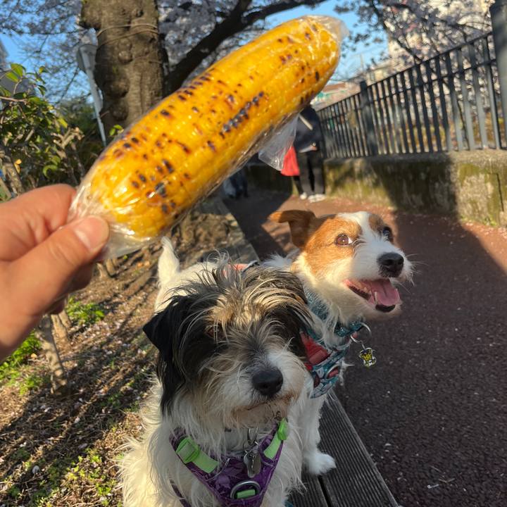 5e446f6b 1ebe 43e6 a80c 37cd3d9792cf 1775220062561