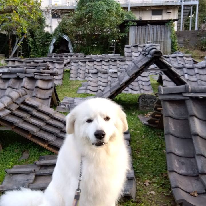 5e45a98b c990 495d 89c3 89416226565d 1665548636223