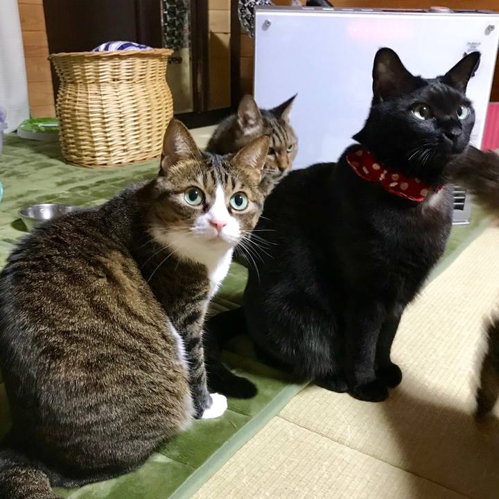 5e462dfc 20c1 4264 8f1e cf2e631544b8 1512131506579